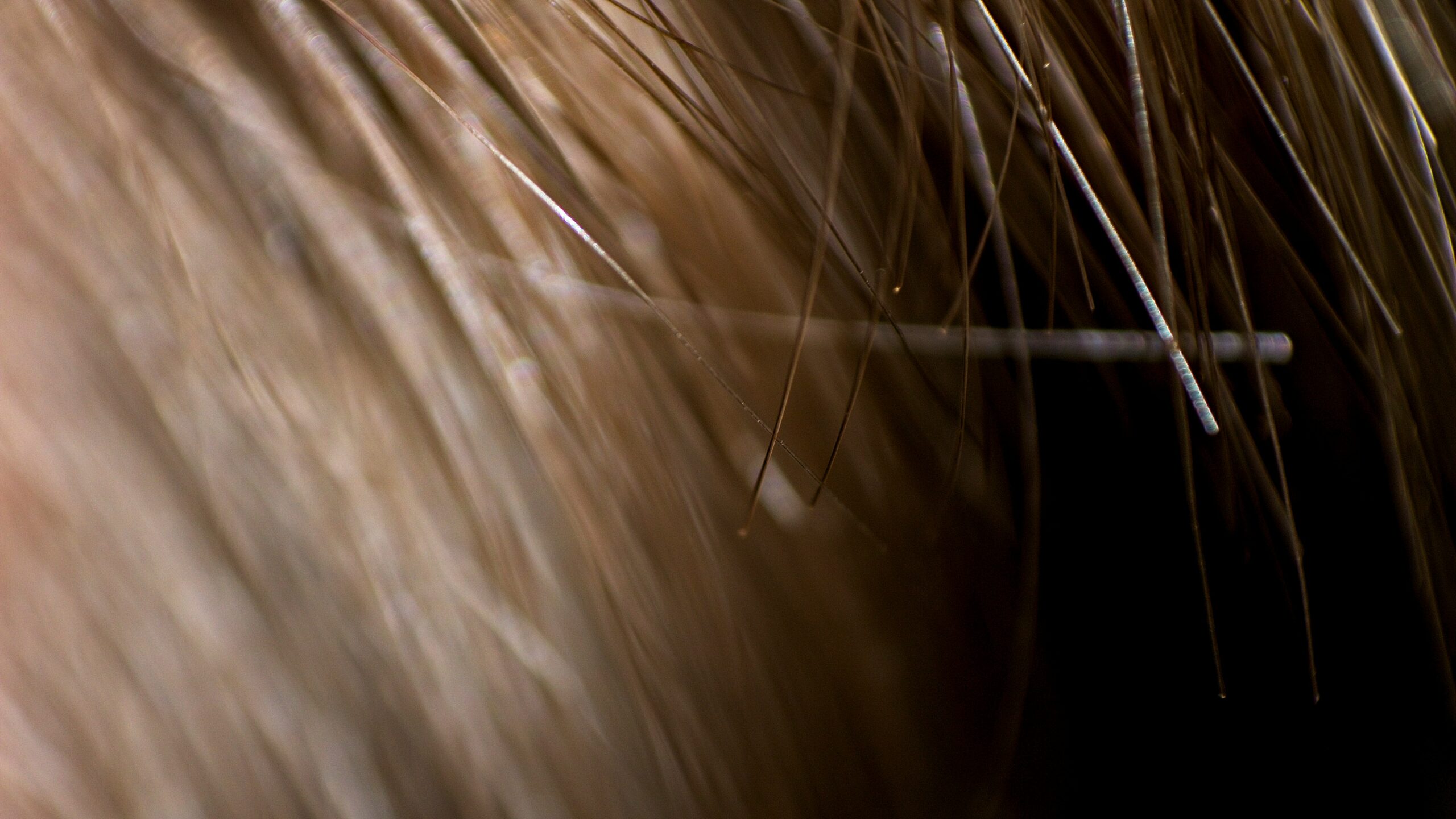 close up of hair